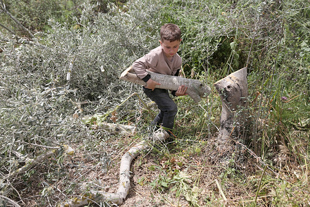 A Palestinian child gathers the remains of destroyed olive trees after they were uprooted by Israeli soldiers using a military bulldozer in the village of Burqa, north of Nablus in the West Bank. Farmers reported that Israeli bulldozers uprooted hundreds of olive and almond trees and destroyed 32 dunams of land under the pretext of military security concerns.