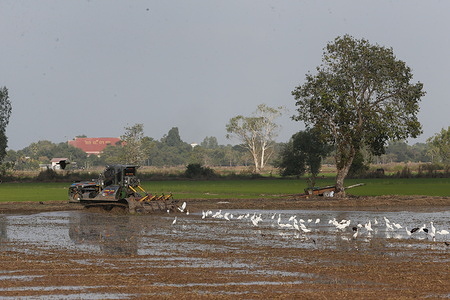 A farmer prepares his rice field for planting season using a tractor plough while a flock of birds flies around.