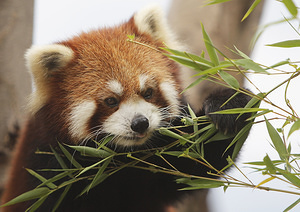 SOPA Images - Gallery - Red Panda at Taman Safari Indonesia in Bogor, Indo