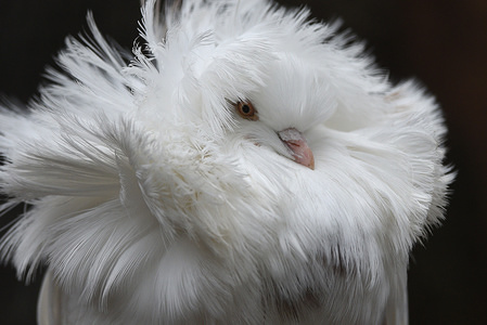 A jacobin pigeon is seen with its feathered hood agitated by wind at Madrid zoo, where the gusts of wind reached 30 kilometers an hour during the afternoon hours. According to the AEMET state meteorology service, has issued yellow and orange alerts for wind, rain, snow and strong waves in several provinces during the next days.