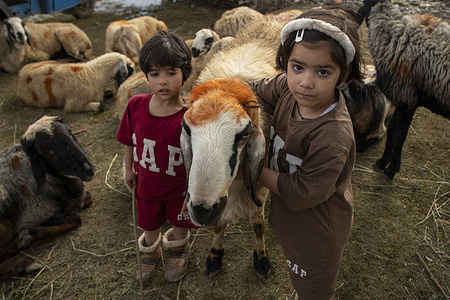Kashmiri children pose with sheep at a livestock market ahead of the Eid-al-Adha. Muslims around the world celebrate Eid al-Adha by slaughtering sheep, goats, cows, or camels to commemorate Prophet Abraham's willingness to sacrifice his son in obedience to God. The festival also marks the end of the Hajj pilgrimage.