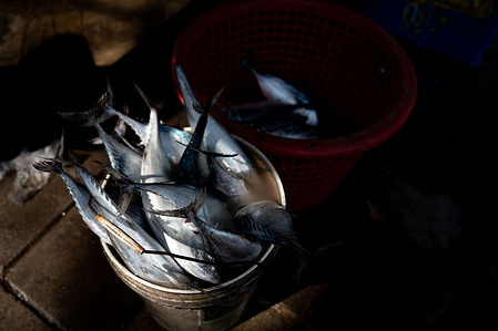 Freshly caught fish are collected in a bucket along the shore. Fishermen in Narathiwat Province, Thailand, are preparing to dock their boats as diesel prices surge, driven by disruptions in global supply linked to the conflict in the Middle East. Recent strong winds have already kept many boats ashore, but rising fuel costs and growing shortages are now forcing them to scale back further and proceed with caution. Some have begun stockpiling fuel in small containers in anticipation of tougher days ahead.