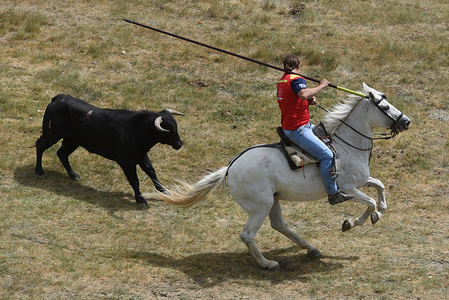 A man riding a horse tests the bravery of a Ramon Sanchez ranch fighting bull during the festival.
During the 'La Saca' festival, a 12th Century tradition, twelve 'Novillos' (young bulls) are led by people riding horses from the 'Valonsadero' mount to the La Chata bullring in the center of the city.