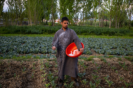 A farmer sprinkles fertilizer on an agricultural field on the outskirts of Srinagar, Indian-administered Kashmir. The ongoing Iran-Israel conflict has disrupted global fertilizer supplies, particularly through the Strait of Hormuz, a key shipping route that handles roughly one-third of the world’s traded fertilizers. Analysts warn that up to 25 to 35 percent of global urea and ammonia exports are at risk due to shipping disruptions and military activity in the region. Prices have already surged by more than 30 percent in some markets, raising input costs for farmers, threatening crop yields across the Northern Hemisphere, and increasing pressure on global food security.