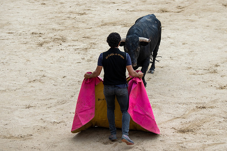 A worker at the San Sebastián de los Reyes bullring guides a bull with a cape during the first bull run of the annual August festival held in the Madrid town of San Sebastián de los Reyes.