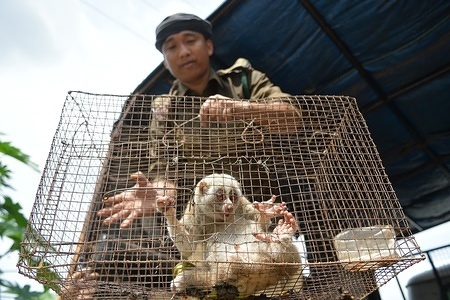 A forest guard is showing a slow loris in a cage, it was rescued by forest department in Agartala.
Two dead birds and bones of animals were founded from a house. The owner of these animals used to kill animals and used to made different traditional medicine with the bones. He escaped from the forest guards. The police is sealing his house for further investigation while other animals are being rescued.