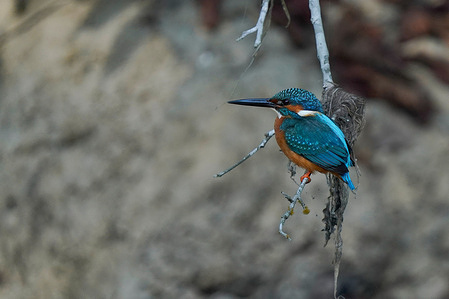A kingfisher (Alcedinidae) sits on a tree branch at Bishazari Lake, a forested wetland in Chitwan.