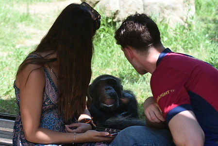 Tourists are seen interacting with a chimpanzee at Barcelona zoo.