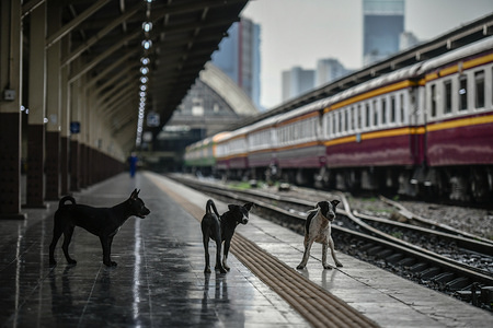 Dogs have fun playing freely at the empty Hua Lamphong Railway Station during lockdown following the covid 19 outbreak.
Currently, Thailand has 3,017 confirmed cases, 2,798 recovered and 56 COVID-19 coronavirus deaths, most of whom are in the capital city of Bangkok.