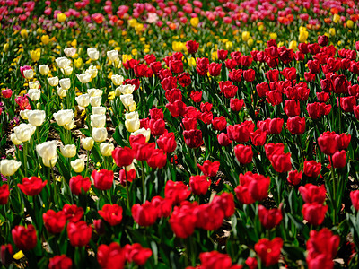 Tulips seen blooming during the Floriade festival. The 38th Floriade opens on 13 September 2025, showcasing more than a million vibrant blooms and expecting around half a million visitors during the festival period.