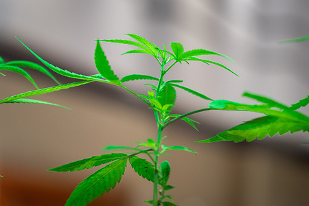 A view of a young cannabis plant at the Asia International Hemp Expo 2025, held at the Queen Sirikit National Convention Center. The Asia International Hemp Expo & Forum 2025 (AIHEF 2025) in Bangkok, themed “Making New Waves,” highlights innovative hemp technologies and promotes industry growth. The event takes place as Thailand, which legalized cannabis in 2022, begins tightening regulations in 2025, limiting cannabis flower buds to medical use.
