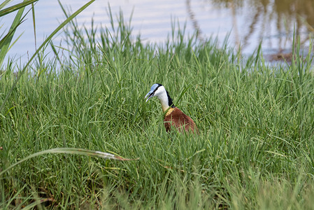 An African Jacana (Actophilornis africanus) is seen at Lake Nakuru National Park, located about 150 km northwest of Nairobi, Kenya’s capital. Lake Nakuru, a UNESCO World Heritage Site, is a renowned bird sanctuary with over 450 species recorded. In the last decade, changes in the lake’s water chemistry, shifting from alkaline to more fresh water conditions, have led to a decline in once- abundant flamingo populations and a rise in other bird species.