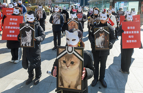 Activists from animal rights groups wearing cat masks, hold placards during a rally near the Chinese embassy to call for China's punishment of cat torture groups and the enactment of animal protection laws.
