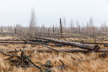 Fallen timber is seen littering the Exclusion Zone . Forty years after the disaster, the Chernobyl Zone has transformed into a unique symbiosis of abandoned industrial power and untouched wilderness. Today, in 2026, the massive steel confinement arch securely isolates the epicenter of the blast while scientists from around the world continue to study mechanisms of biological adaptation here. Pripyat remains a silent monument to human error, gradually disappearing under the pressure of dense forests and wild animals. At the same time, the territory is finding new life as a center for renewable energy, symbolizing a transition from a destructive past to a secure future.