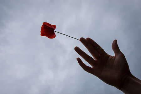 A hand seen with a red flower during a May Day protest. Demonstrations took place in many regions in Greece demanding better salary and worker’s rights.