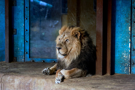 Asiatic Lion pictured during the London Zoo's Annual Stocktake. London Zoo kicks off ZSL's 200th anniversary with the annual animal count. Over 8,000 animals are cared for at London Zoo, and each needs to be counted.
