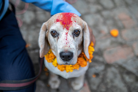 A Nepalese Police dog seen decorated with color and flower garlands by its handler during a dog worship day that is celebrated as part of the Tihar festival. Tihar is Nepal's second biggest festival devoted to a different animal or object of worship, including cows, crows, and dogs. The festival celebrates the powerful relationship between humans, gods, and animals.