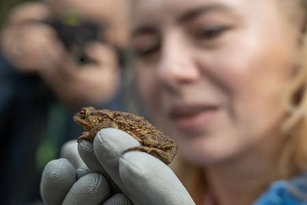 A volunteer holds a toad while carrying it across the road towards the lake. Every spring amphibians begin their migration. With the arrival of warmth, they move from the forests to the shores of the Sestroretsky Razliv to lay eggs. Their path crosses a roadway and to save their lives, volunteers carry them across the road as part of the "Roads for Amphibians!" campaign in the Sestroretskoye Bog nature reserve.