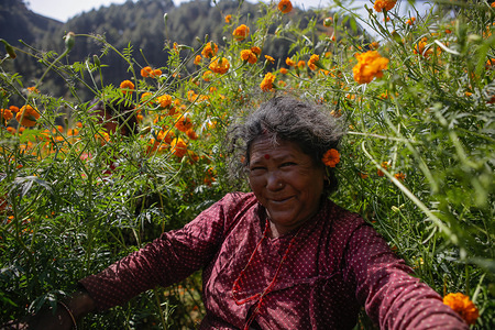 A woman picks marigold flowers to be used during the Tihar festival also called Dipawali. 
Tihar is the second biggest festival of Nepal which is devoted to a different animal or object of worship, including cows, crows and dogs. The festival celebrates the powerful relationship between humans, gods and animals