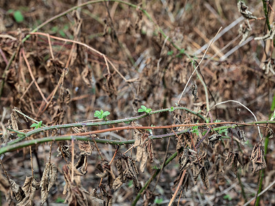 Dry blackberry leaves seen in Weybridge forest as prolonged deprivation of rain and high temperatures caused a hydrological drought. Forests and parks turned into dry dust in most parts of the country.