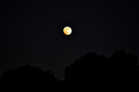 View of the Full Wolf Moon above a pine forest in Marseille. The first full moon of the year is known as the Wolf Moon because wolves are most likely to be heard howling during this time.