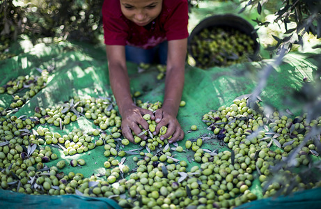 A young Palestinian farmer seen sorting olives in the olive grove In Al-Bureij refugee camp, south of the Gaza Strip, it is time for many Palestinian farmers to start harvesting olives. The fruit is a staple for many local farmers who also make oil out of them.