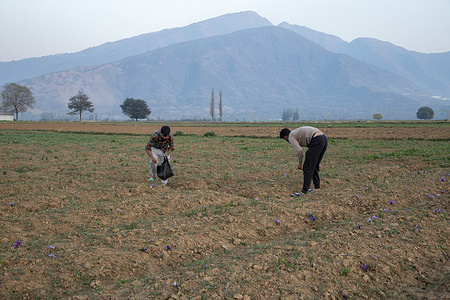 Kashmiri farmers harvest saffron in a field with sparse blooms in Pampore, south of Srinagar. Kashmir’s famous saffron sector is once again in crisis, with growers across the region, including Pampore, known as the Saffron Bowl of Kashmir, saying this year’s yield has dropped by nearly 90 percent, leaving thousands of families in distress. Kashmiri saffron, known as Red Gold, is the world’s most expensive spice and has been part of the region’s culture and economy for more than 3,000 years. Farmers say production this season is only about 10 to 15 percent of normal, blaming changing weather for the sharp decline that now threatens the future of the centuries-old crop, which growers fear may disappear soon if urgent steps are not taken.