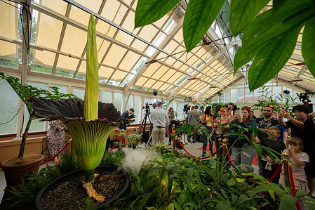 Visitors seen taking photos of the Corpse Flower's blossom at the Royal Botanic Garden Sydney. One of the biggest and smelliest flowers in the world blooms at the Royal Botanic Garden Sydney in Australia on 23 January, 2025. Bunga Bankai (Indonesian), Titan Arum or Amorphophallus titanum flowers for just 24 hours, once every few years. Found only in the rainforests of western Sumatra, the rare and endangered Corpse Flower plant is renowned for the smell of putrid, rotting flesh that surround the flowers when it blooms. People have described the smell as like wet socks, hot cat food, or rotting possum flesh. The last time it bloomed in Sydney was in 2010.