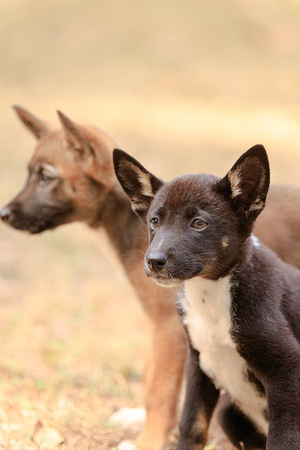 Rescued Dingo (Canis dingo) pups seen at a park after being found emaciated and orphaned. The pups are currently under care and will later be transferred to sanctuaries.
