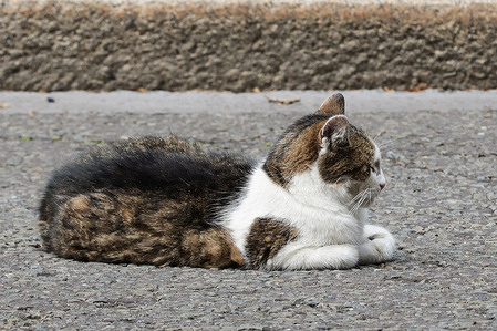 Larry, the cat seen on Downing Street in Westminster, as the Prime Minister hosts a garden party marking the 75th anniversary of Formula One.