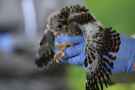 A baby female kestrel. The Pennsylvania Game Commission, USDA and Penn Vet, gathered at the Taylor Landfill where bird boxes have been placed. The group took blood samples and banded 5 of this seasons new birds. The birds are approximately 20 days old. Kestrels are in the falcon family and are dwindling in numbers.