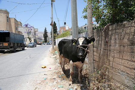 A calf seen on the street, ready to be slaughtered as a sacrificial animal during Eid al-Adha. The celebration of Eid al-Adha commemorates the willingness of the Prophet Abraham (Ibrahim to Christians and Jews) to sacrifice his son. During the holiday which lasts approximately four days, Muslims slaughter sheep or cattle distribute part of the meat to the poor and eat the rest.