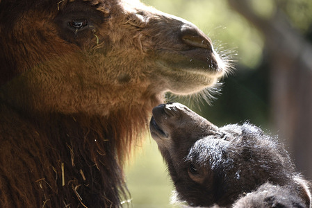 A baby Bactrian camel seen with its mother at Madrid zoo.