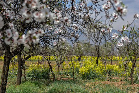 A Kashmiri man walks through a blooming mustard fields during a spring season on the outskirts of Srinagar, the summer capital of Jammu and Kashmir. Kashmir has experienced its warmest winter in 70 years, according to reports, an area that usually attracts tourists for its snowfall. Temperatures are more than 10 C above average for this time of year, raising concerns of the effects of climate change. Many locals said they have never seen the trees in bloom so early.