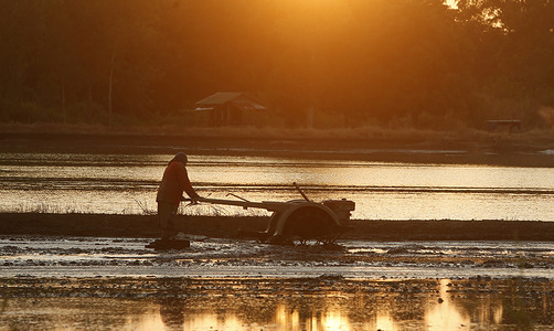 A farmer clears his rice field using motorised plough, instead of the traditional slash-and-burn method, during a sun set.