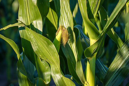 A corn field near Firmat. 
Expectations for the 2026 corn campaign in Argentina are highly optimistic, with major local exchanges projecting record-breaking production of up to 61 million metric tons (MMT)