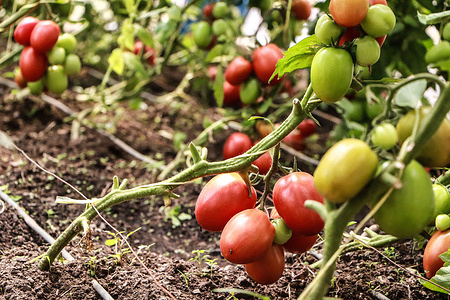 Tomatoes growing at a demonstration plot are seen during the annual Nakuru Agricultural Fair. The annual Nakuru Agricultural Fair, organized by the Agricultural Society of Kenya begun on July 4, 2025, bringing together government agencies, research institutions, agribusinesses, and farmers with an aim of promoting climate smart agriculture and trade initiatives for sustainable economic growth.