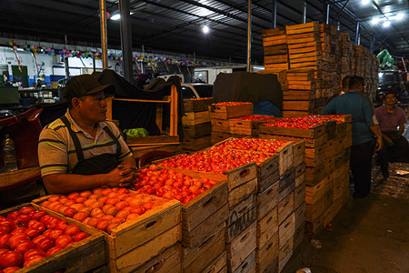 Vendors prepare tomatoes to be sold at a local market in San Salvador. The gas price are at record highs while local production has fallen. As a result market prices are rocketing. The public is worried as prices of some essential commodities have increased to more than 100 percent.