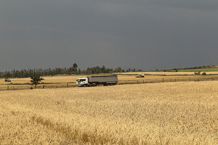 A trailer waits to be filled with harvested wheat grains at a farm in Rongai, near Nakuru City. On the sidelines of the ongoing United Nations General Assembly in New York, Kenyan President William Ruto announced that Ukraine will set up a grain hub at the port of Mombasa to address food shortages in East Africa. The announcement was made after the Ruto met with Ukrainian President Zelensky in New York. Kenya is relying on grain producing countries like Ukraine to supplement locally harvested wheat.