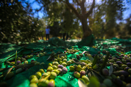Olives are seen under an olive tree in the town of Al-Zawaideh in the central Gaza Strip.
Palestinian farmers began to harvest olives at the beginning of the season to produce olive oil and to export to Israel and other countries. palestinian olive oil is considered one of the best kinds around the world.
