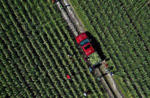 SOPA Images - Gallery - Volunteers Glean Crops for the Needy at the ...