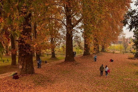 Visitors walk through a garden during an autumn day in Srinagar. Autumn, locally known as Harud, is a season of harvesting in Kashmir with trees changing their colours while the day light hours become shorter as winter approaches.