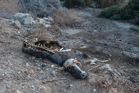 A buffalo corpses seen rotting on the side of the road close to Al-chibayish.
Buffalo herders struggle for survival due to lack of clean drinking water and suitable fodder caused by drought.
Climate change, dam building in Turkey and internal water mismanagement are the main causes of a severe drought in the southern wetlands of Iraq.