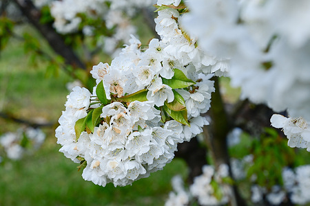 White blossoms on cherry trees.