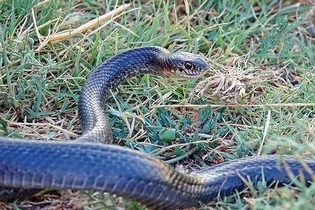 A non-poisonous black snake, Dolichophis Jugularis is seen in city of Diyarbakir. Due to climate change and the fact that the air temperature has increased by 5 degrees from the seasonal normal, snakes have increased, especially in the eastern and southern cities of Turkey. Veterinarian Siyar Bayar, who lives in the city of Diyarbakir and monitors snakes, stated that the 2-3 meter long black snakes called Dolichophis Jugularis, which are widely seen, are non-venomous and have many benefits to nature, and called for them not to be killed.
