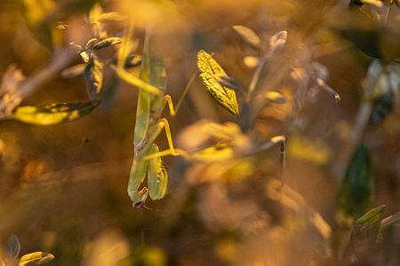 A praying mantis is spotted in the bushes in Istanbul's Kadikoy district.