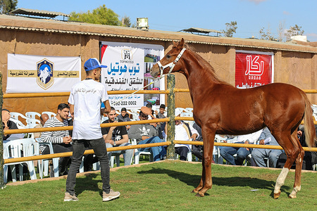 A handler parades an Arabian horse during an auction for the "Yearlings sales" at the Alim dar Racecourse in the western city of Misrata.