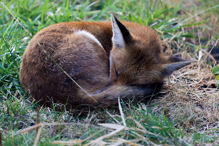 A fox seen sleeping in a park.