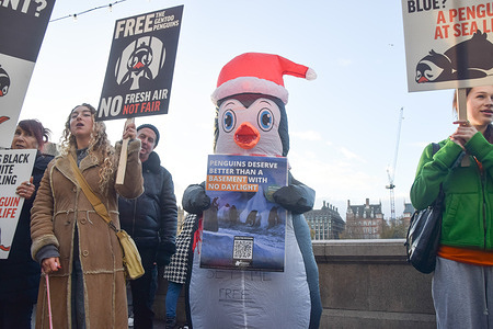 A protester dressed in a penguin costume holds a placard showing the penguin exhibit during the demonstration outside Sea Life demanding that the aquarium frees the captive gentoo penguins. The penguins are kept in an artificial, dark basement exhibit, and they reportedly never see the outdoor or daylight and are unable to move away from the constant influx of visitors at the busy aquarium.