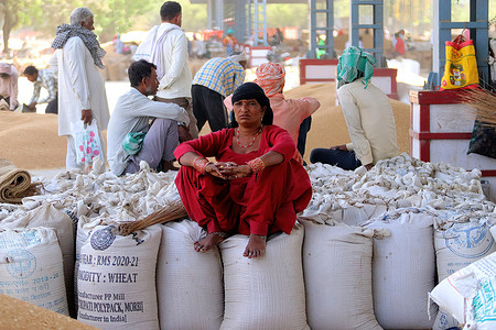 An Indian daily wage worker seen resting on top of bags containing wheat grains after it was auctioned at wholesale grain market in Narela Mandi.
